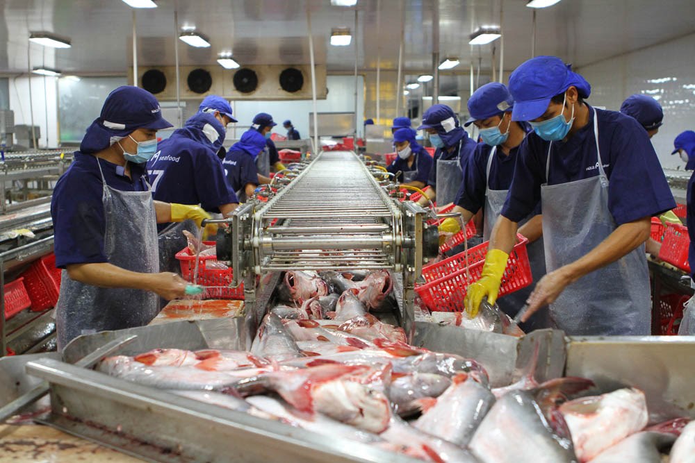 Hoạt động chế biến hải sản trong nhà máy của Hacaseafood với những quy định nghiêm ngặt về quy trình và kiểm định chất lượng.