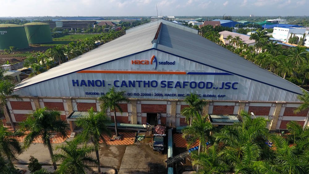 Hoạt động chế biến hải sản trong nhà máy của Hacaseafood với những quy định nghiêm ngặt về quy trình và kiểm định chất lượng.
